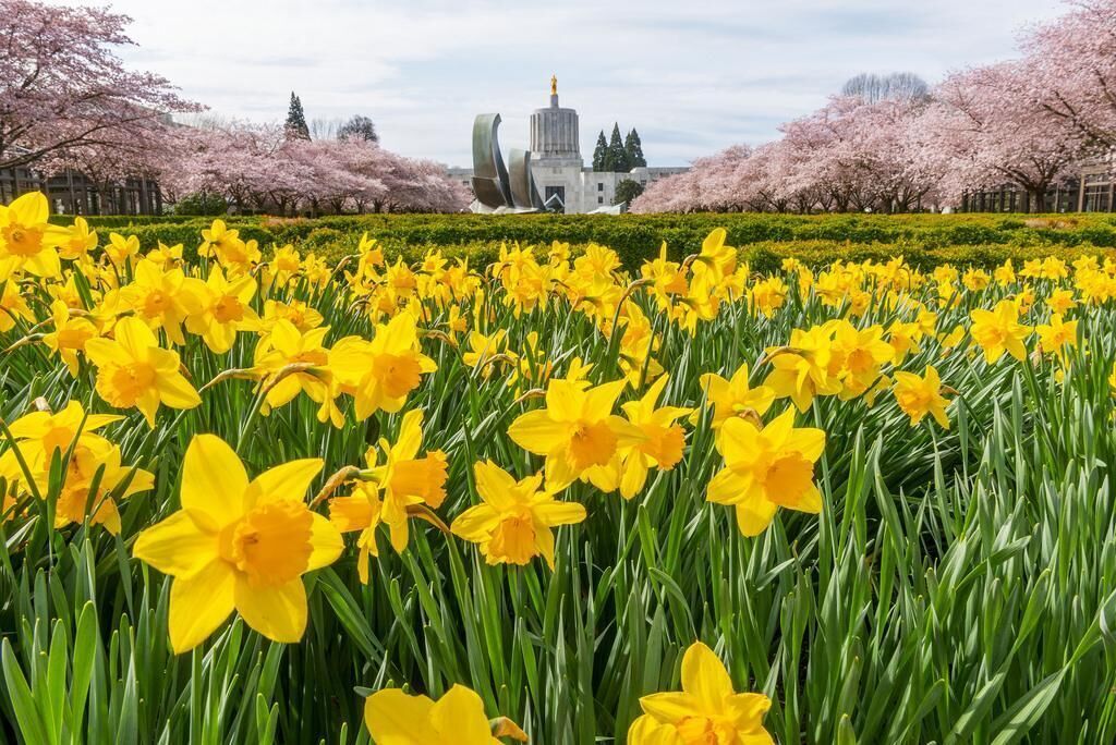 #12. Daffodil